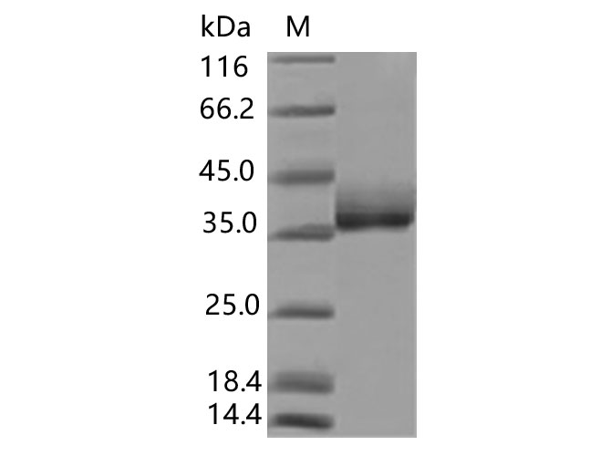 Валидация Elabscience PKSV030369(6107)