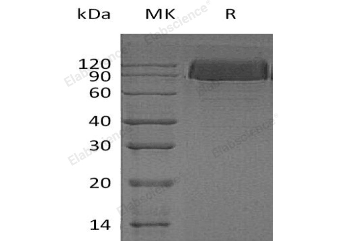 Валидация Elabscience PKSH032907(3308)