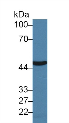12494