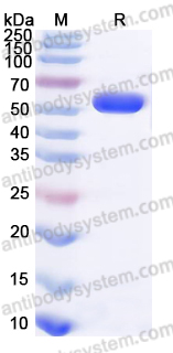 AHF64002, SDS-PAGE