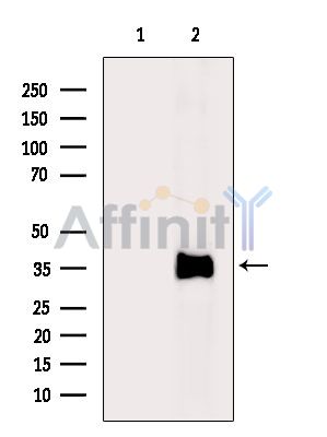 Валидация Affinity DF15506 - 11884