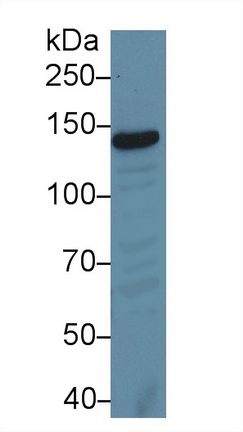 13565