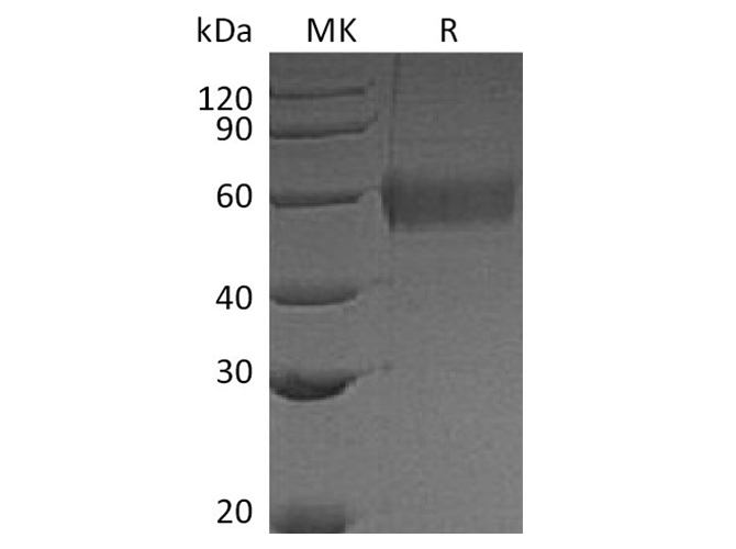 Валидация Elabscience PKSQ050089(5457)