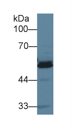 13636