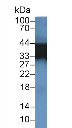 14434
