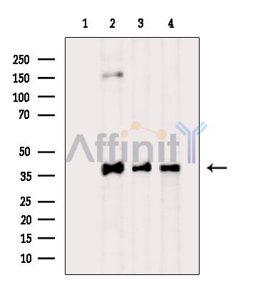 Валидация Affinity DF5111 - 17046
