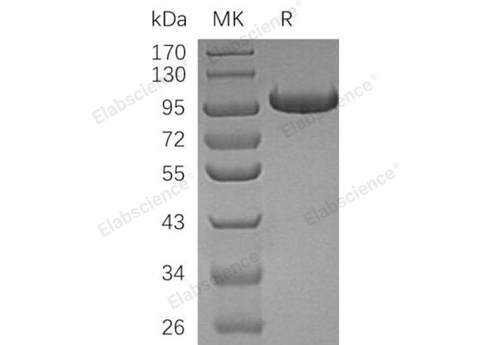 Валидация Elabscience PKSH032272(2774)