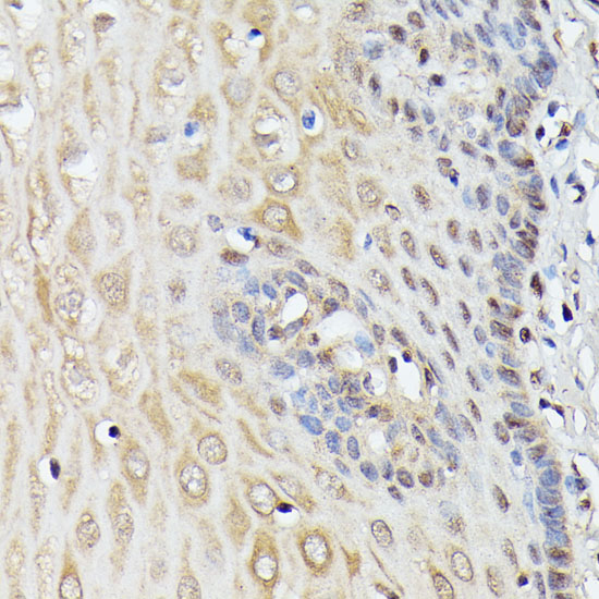 Валидация Elabscience E-AB-65278