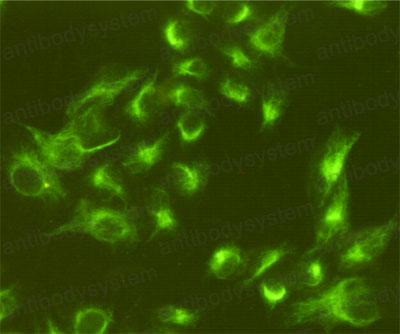 Валидация IF - AntibodySystem RHC35314