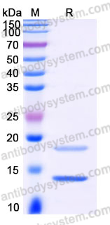 EHH21001, SDS-PAGE