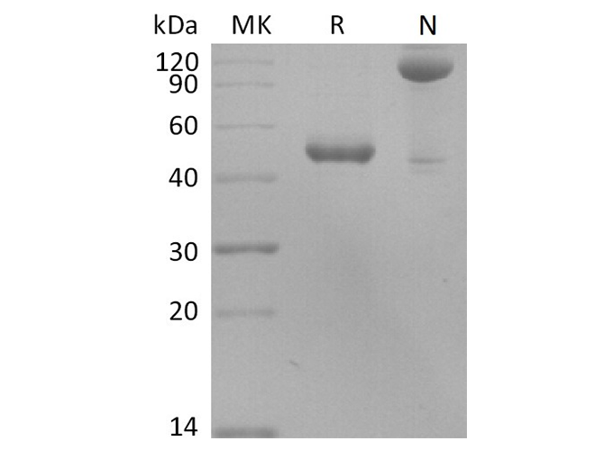 Валидация Elabscience PKSH033499(3803)
