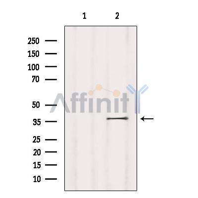 Валидация Affinity DF2760 - 13496