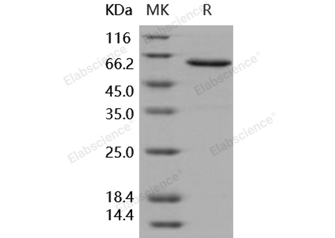 Валидация Elabscience PKSH031772(2407)