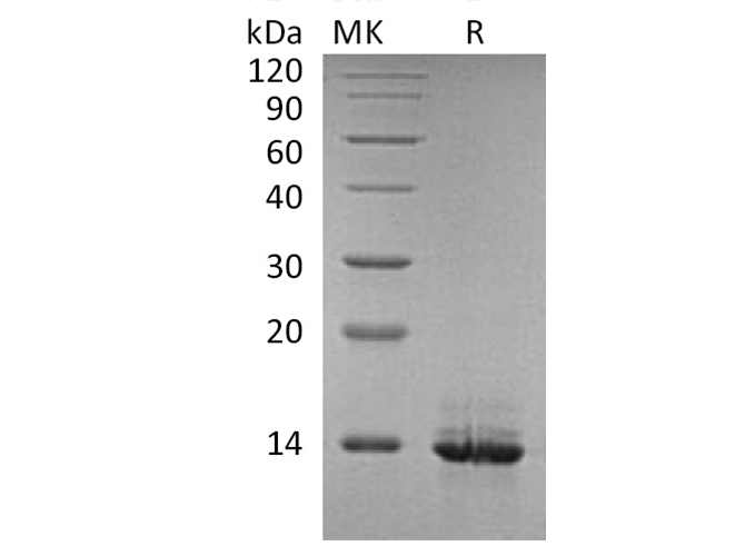 Валидация Elabscience PKSH033654(3939)