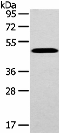 Валидация Elabscience E-AB-17623