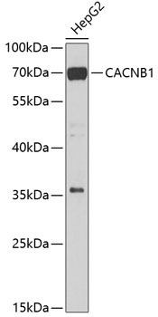 Валидация Elabscience E-AB-62020