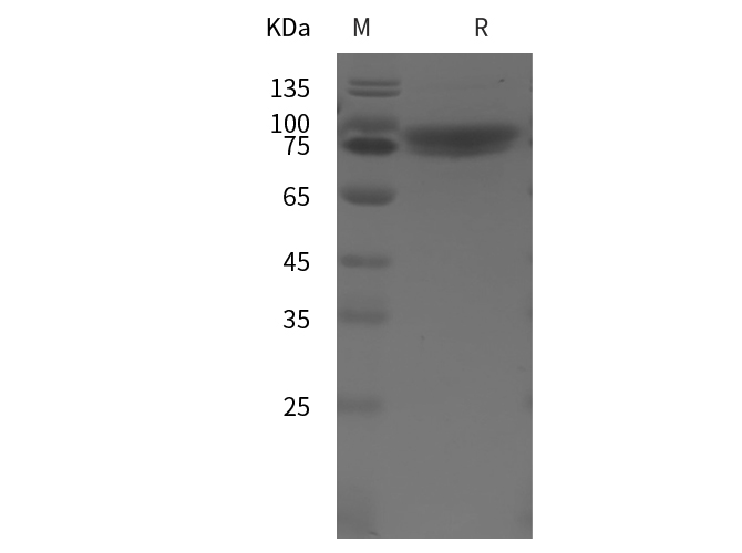 Валидация Elabscience PDMH100418(1011)