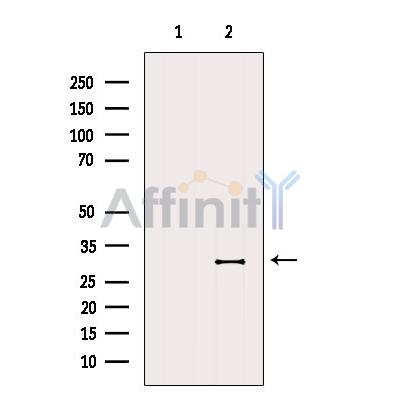 Валидация Affinity AF5336 - 2918