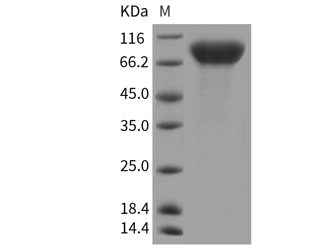 Валидация Elabscience PKSR030162(5528)