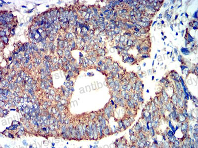 Валидация AntibodySystem RHJ67602