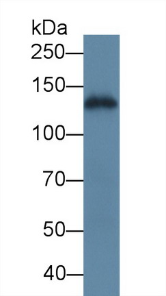 8664