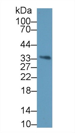13368