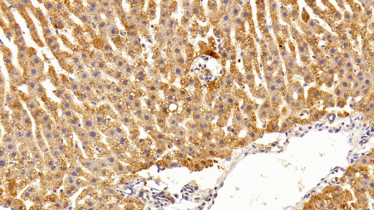 27007