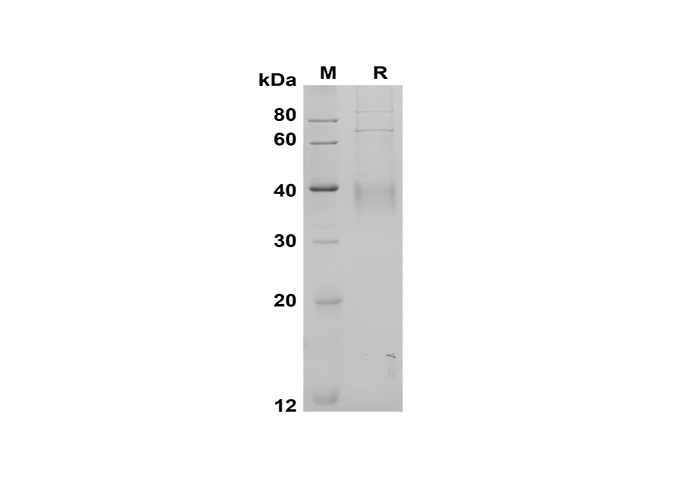 Валидация Elabscience PDMH100341(952)