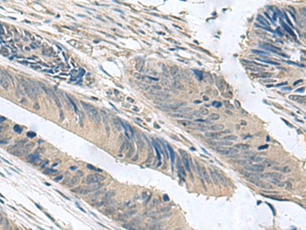 Валидация Elabscience E-AB-53023
