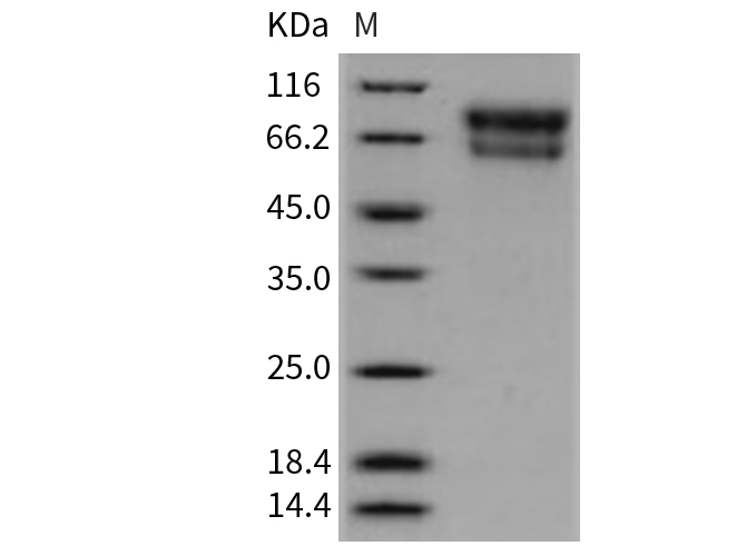 Валидация Elabscience PKSM040743(4715)