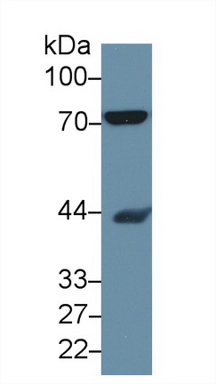 13343
