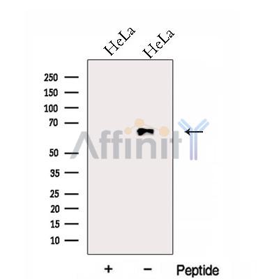 Валидация Affinity DF12998 - 7781
