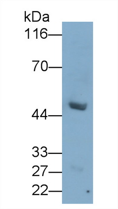 52545