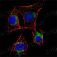 Валидация IF - AntibodySystem RHC30502