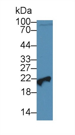 14185