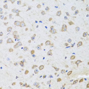 Валидация Elabscience E-AB-62543