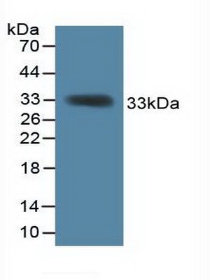 54530