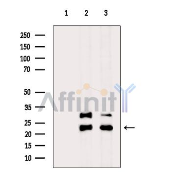 Валидация Affinity DF14862 - 10997