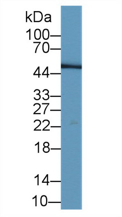 40745