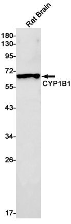Валидация WB - AssayVector ARM1481 (483)