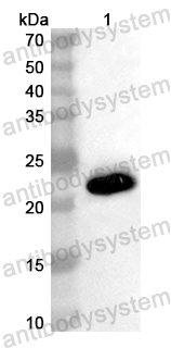 Валидация AntibodySystem PHB53401