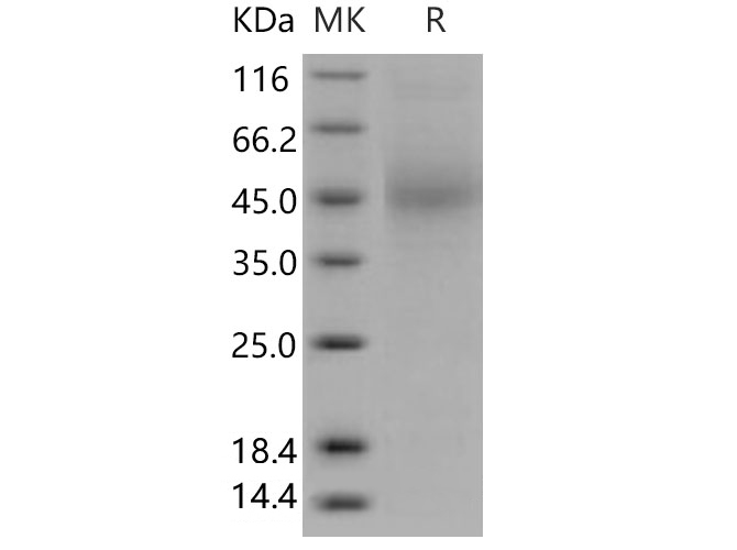 Валидация Elabscience PKSM040692(4672)