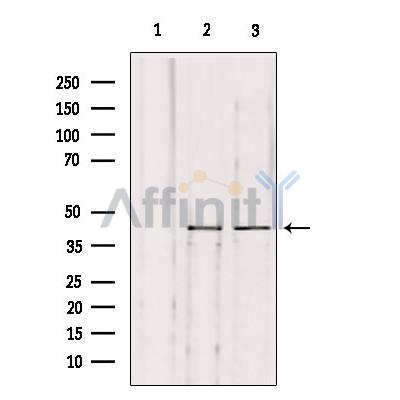 Валидация Affinity DF8779 - 20813