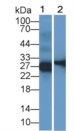 19304