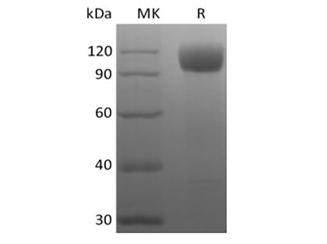 Валидация Elabscience PKSQ050119(5488)