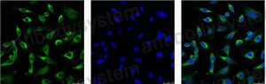Валидация IF - AntibodySystem RHG10503