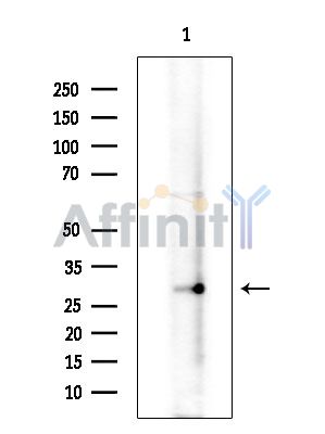 Валидация Affinity DF9598 - 22298