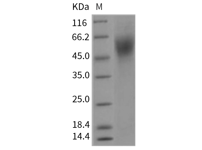 Валидация Elabscience PKSR030331(5674)