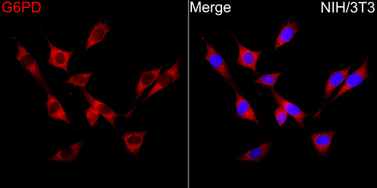 A13983, иммунофлуоресцентный анализ, клетки NIH/3T3 (5849)