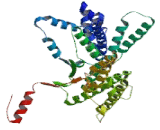 Involucrin (iNV)
